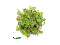 Phyllanthus Fluitans