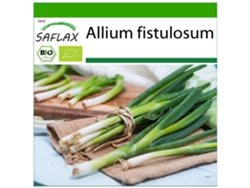 SAFLAX Ecológico Cebolla tierna Ishikura japonés 150 semillas Con sustrato de cultivo libre de gérmenes Allium fistulosum