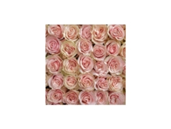 Rosas Variadas | Flor Natural | Ramo De 12 Tallos | 60cm De Alto Rosa Mondial