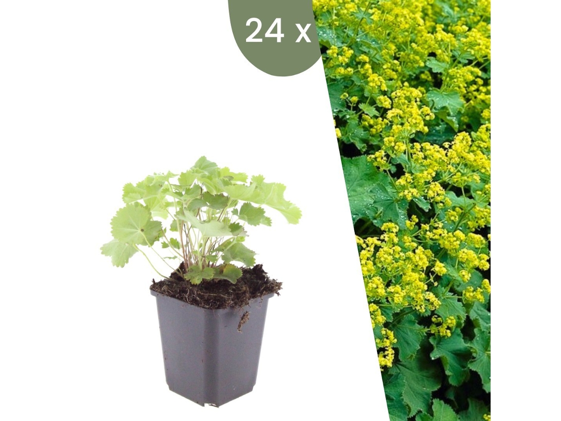 | 24 Plantas De Manto De Señora | Alchemilla Mollis | Cobertura Del Suelo Hardy | Perenes Hardy | Plantas De Jardín Hardy Plants By Frank