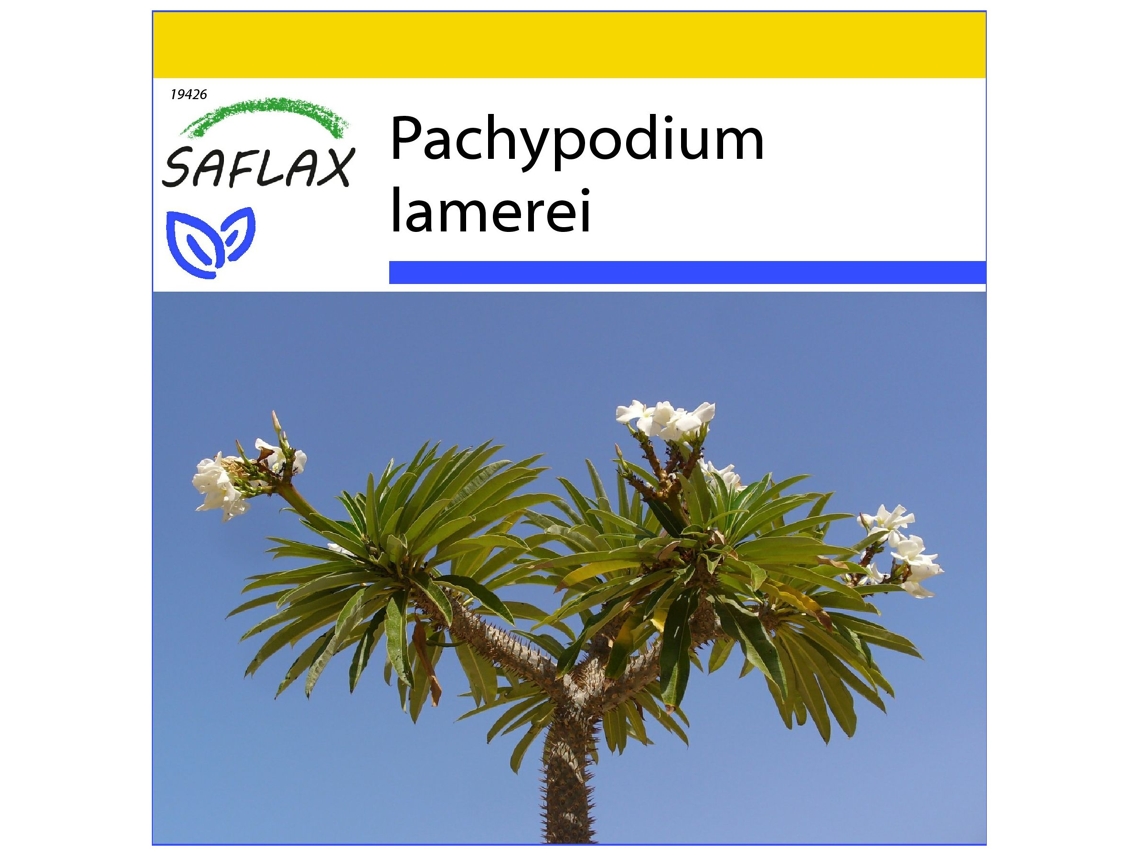 SAFLAX Conjunto de cultivo Palma de Madagascar 10 semillas Con mini invernadero, sustrato de cultivo y 2 macetas Pachypodium lamerei