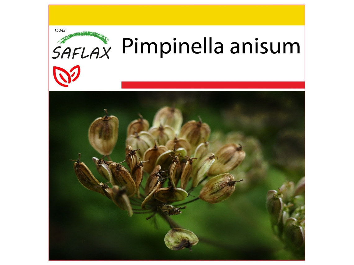 SAFLAX Conjunto de cultivo Anís 200 semillas Con mini invernadero, sustrato de cultivo y 2 macetas Pimpinella anisum