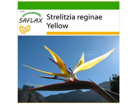 SAFLAX Ave del paraíso 4 semillas Con sustrato de cultivo libre de gérmenes Strelitzia reginae Yellow