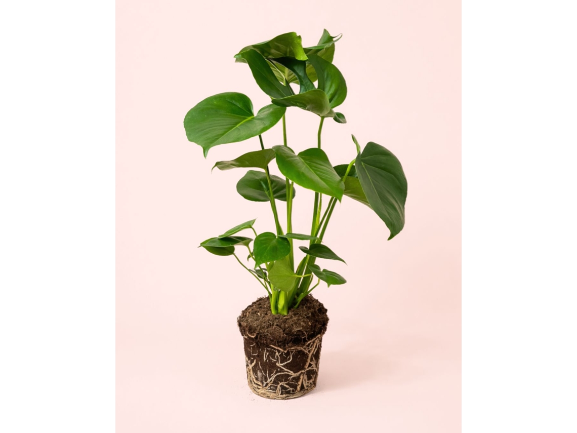 Monstera Deliciosa 17 cm | Planta de queso suizo | Pur Plant