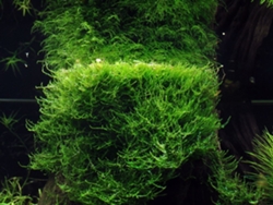 Ceratopteris Thalictroides (thin Leaves)