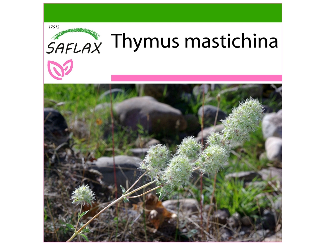 SAFLAX Tomillo blanco 250 semillas Con sustrato de cultivo libre de gérmenes Thymus mastichina