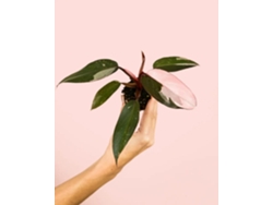 Filodendro Rosa Princesa | Planta tropical natural y decorativa de interior | Pur Plant