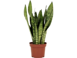 Planta Natural BIOMAPLANTS Sansevieria Zeylanica (20-30 cm)