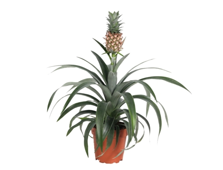 Plantas verdes - PLANT IN A BOX - Ananas comosus 'Mi Amigo' - Set de 1 - Maceta 12cm - Altura 35-45cm