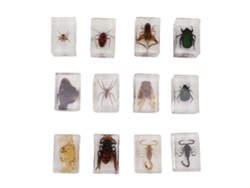12 especímenes de insectos en resina para la educación científica