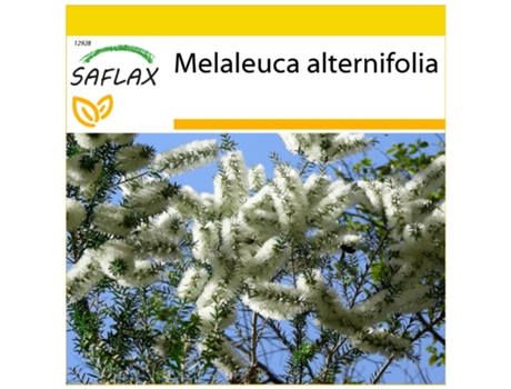 SAFLAX Conjunto de cultivo Árbol del té 400 semillas Con mini invernadero, sustrato de cultivo y 2 macetas Melaleuca alternifolia