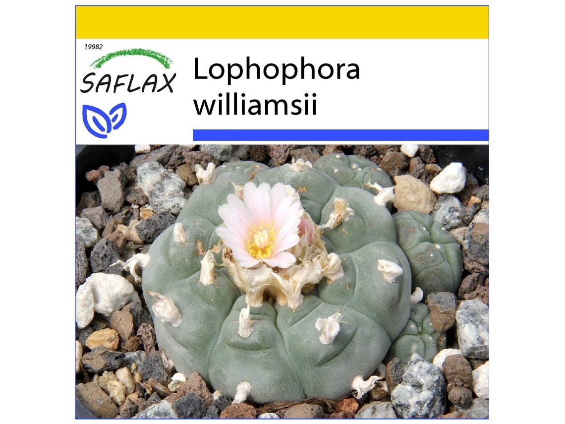 SAFLAX Conjunto de cultivo Peyote 20 semillas Con mini invernadero, sustrato de cultivo y 2 macetas Lophophora williamsii