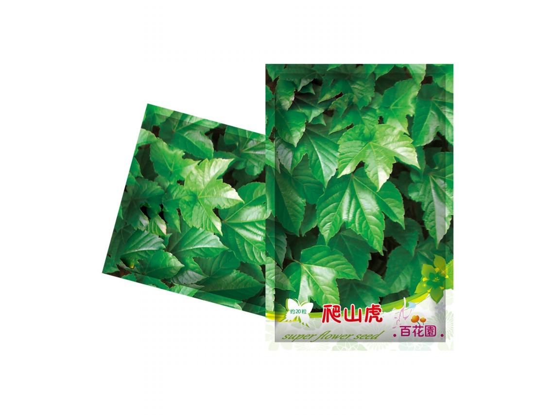 Conjunto de 40 semillas de enredadera para plantación decorativa