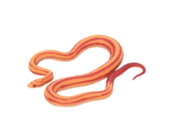 Ats-modelo De Serpiente Maíz Simulación Adorno De Escritorio Juguete Educativo Para Niños