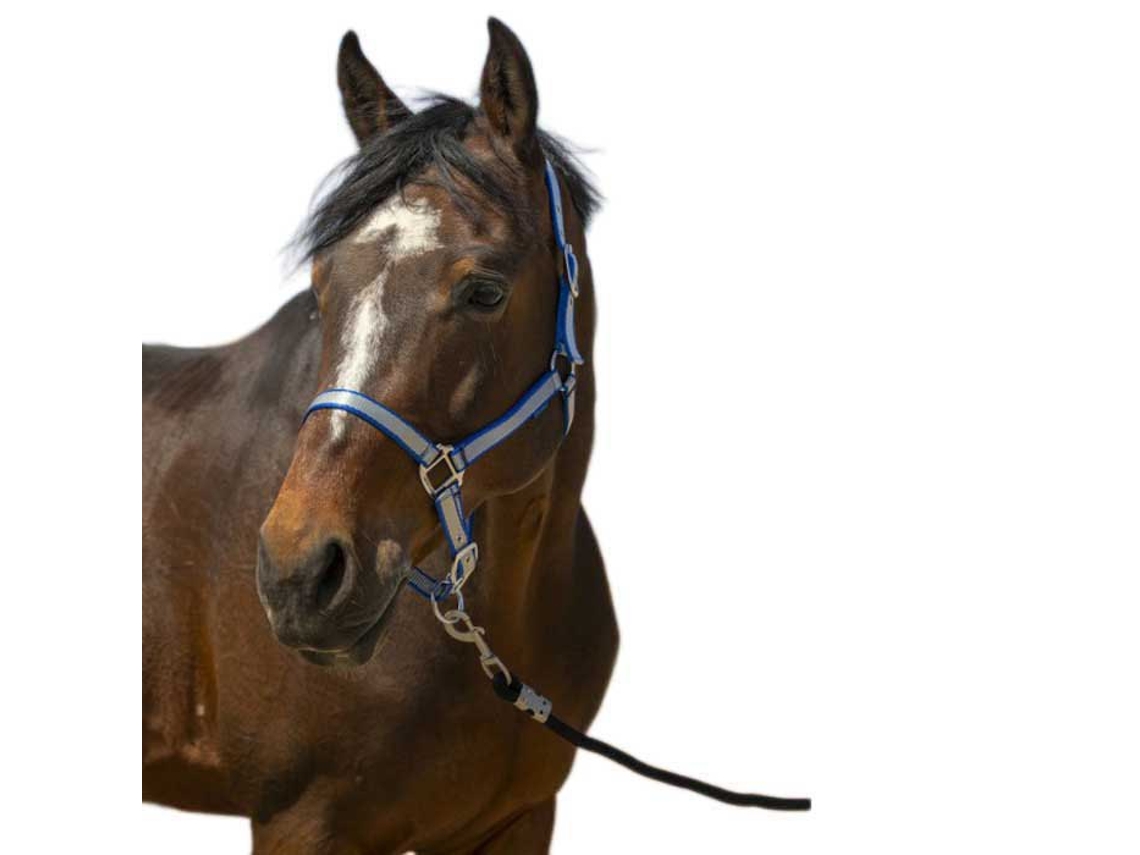 Cabeçada Nylon Soft Azul Fullnorton Equestrian