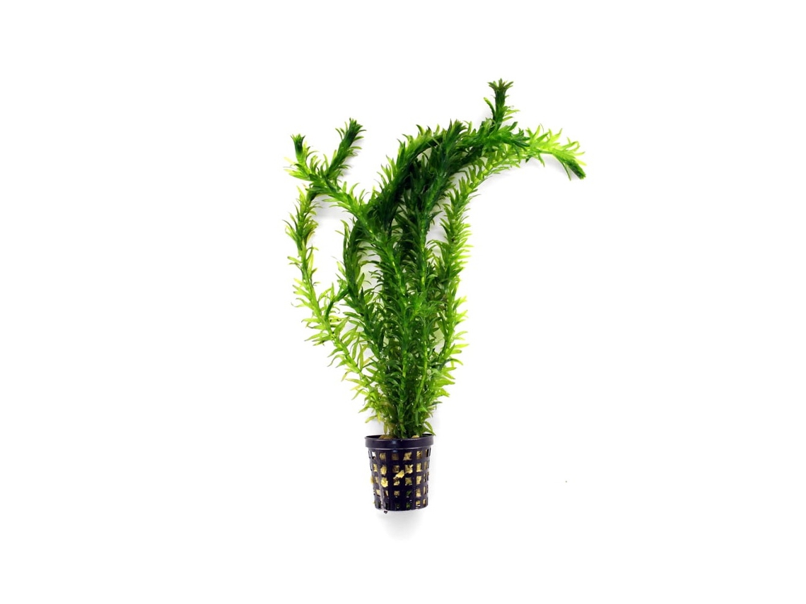 Elodea Densa