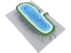 Modelo Celular Ampliado Con Núcleo Desmontable Para La Enseñanza De La Biología (herramienta Didáctica)