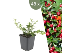 | 48 plantas de Cotoneaster | Cotoneaster Dammeri | Cobertura vegetal resistente | Plantas perennes resistentes | Plantas de jardín resistentes Plantas de Frank