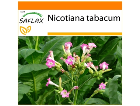 SAFLAX Garden in the bag Tabaco de Virginia 250 semillas Con sustrato de cultivo en una práctica bolsa automontable Nicotiana tabacum
