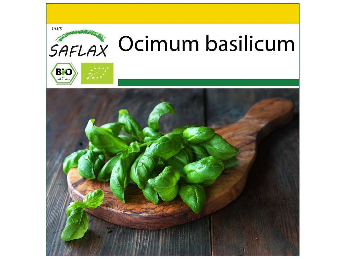 SAFLAX Conjunto de cultivo Ecológico Albahaca Dulce Genovesa 800 semillas Con mini invernadero, sustrato de cultivo y 2 macetas Ocimum basilicum