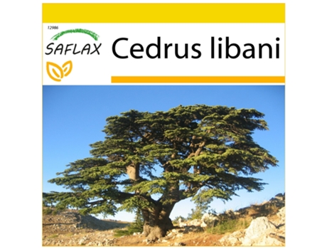 SAFLAX Conjunto de cultivo Cedro del Líbano 20 semillas Con mini invernadero, sustrato de cultivo y 2 macetas Cedrus libani
