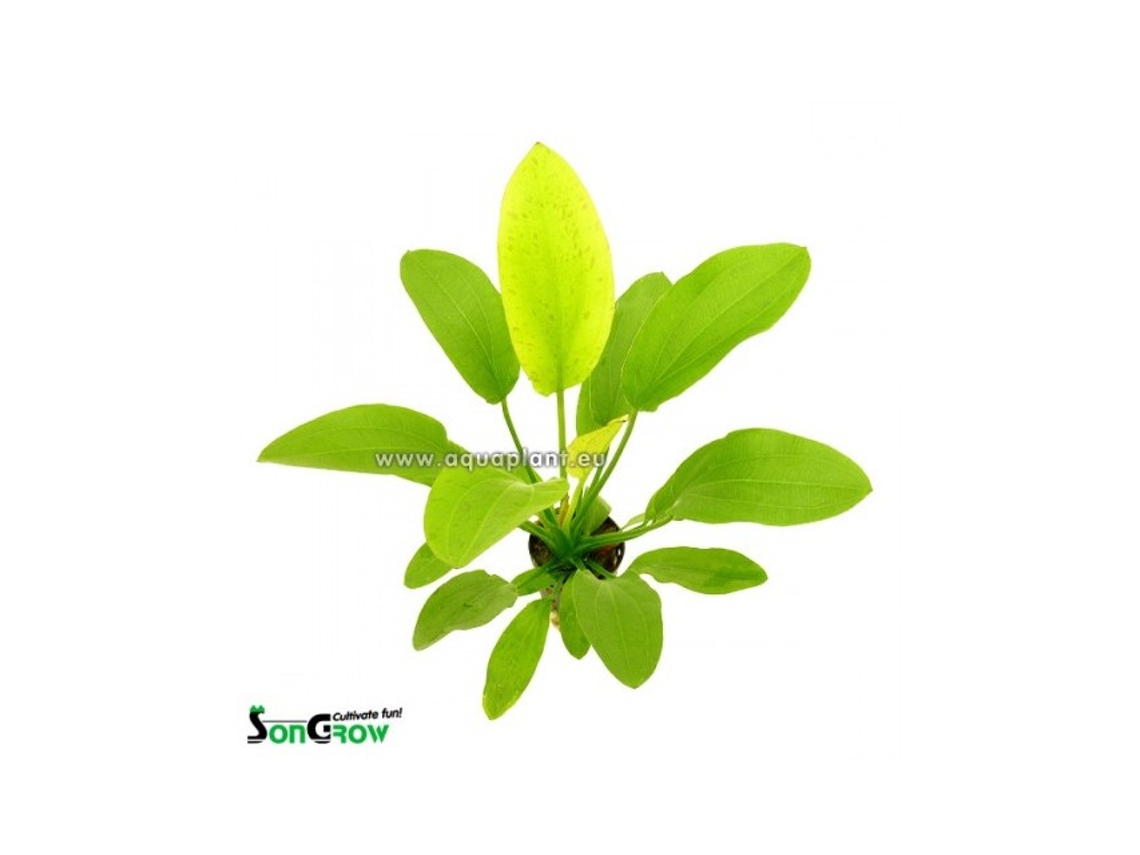 Echinodorus Yellow Sun
