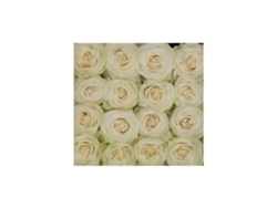 Rosas Variadas | Flor Natural | Ramo De 12 Tallos | 60cm De Alto Blancas Mondial