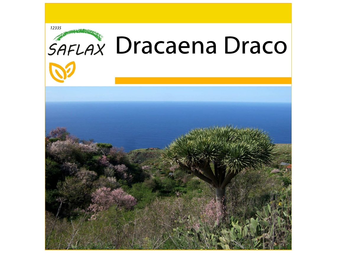 SAFLAX Conjunto de cultivo Drago de Canarias 5 semillas Con mini invernadero, sustrato de cultivo y 2 macetas Dracaena Draco