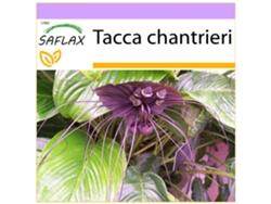 SAFLAX Planta murciélago 10 semillas Tacca chantrieri