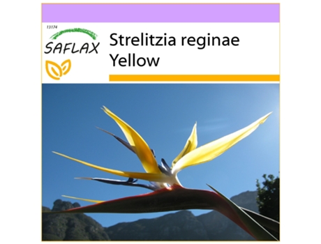 SAFLAX Ave del paraíso 4 semillas Strelitzia reginae Yellow