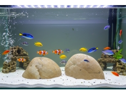 Bolos Decorativos Para Acuarios Alpino Marrón / 3 Unidades