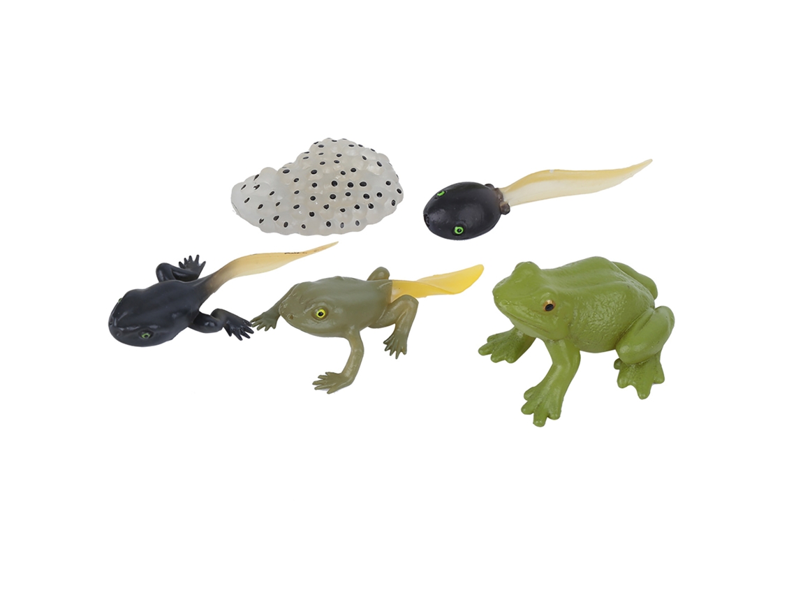 Rebe-modelo De Ciclo De Crecimiento Ranidae Figura Miniatura Simulación Animal Juguete De Educación Temprana Para Niños