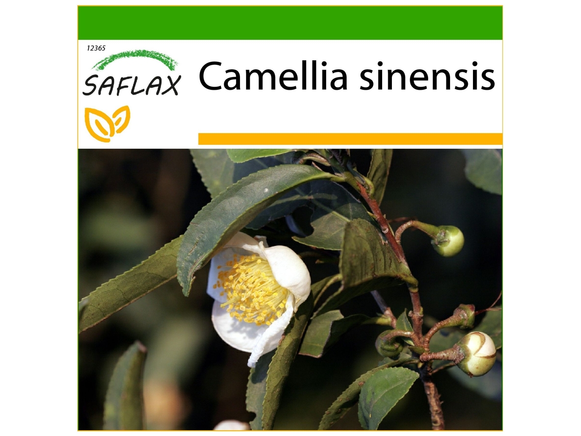 SAFLAX Árbol del té 6 semillas Con sustrato de cultivo libre de gérmenes Camellia sinensis