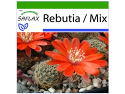 SAFLAX Rebutia 40 semillas Con sustrato de cultivo libre de gérmenes Rebutia / Mix