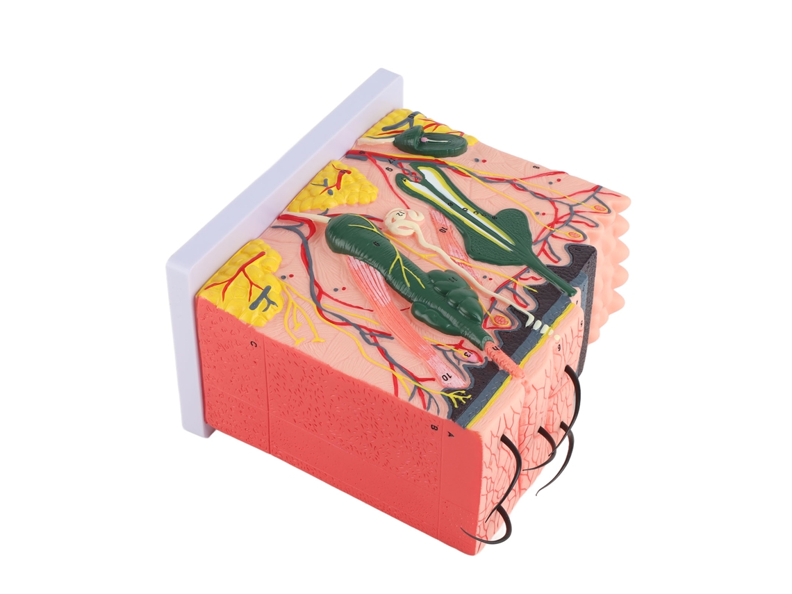 Modelo 3d De Piel Humana Ampliado 50x - Anatomía, Biología, Material Didáctico, Laboratorio
