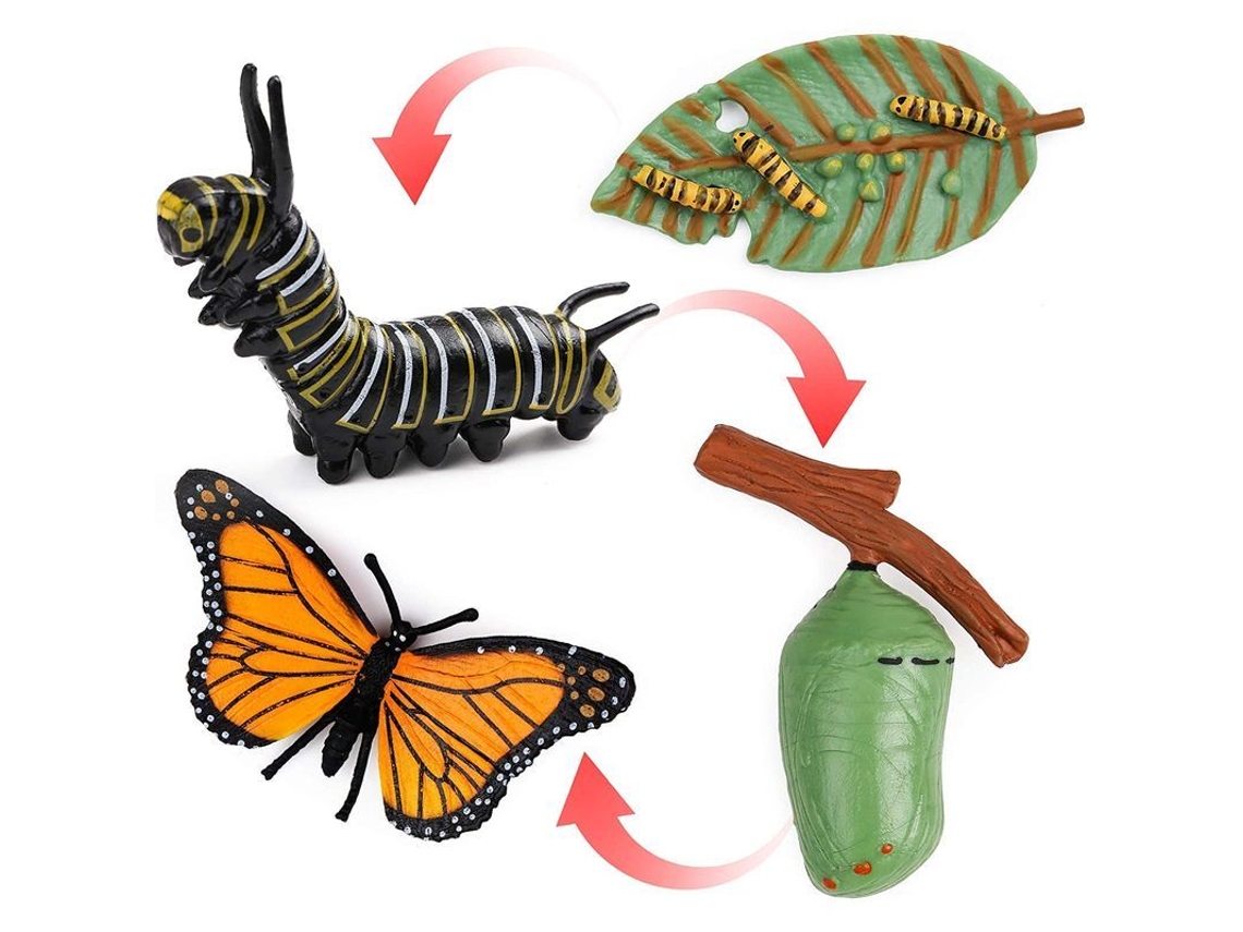 Conjunto De 4 Etapas Del Ciclo De Vida De La Mariposa Monarca: Herramienta Educativa Para Niños Y Estudiantes.