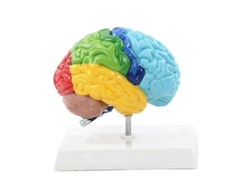 Modelo Cerebral Del Hemisferio Derecho A Escala 1:1 Para La Enseñanza Y El Estudio De La Anatomía Del Cuerpo Humano.
