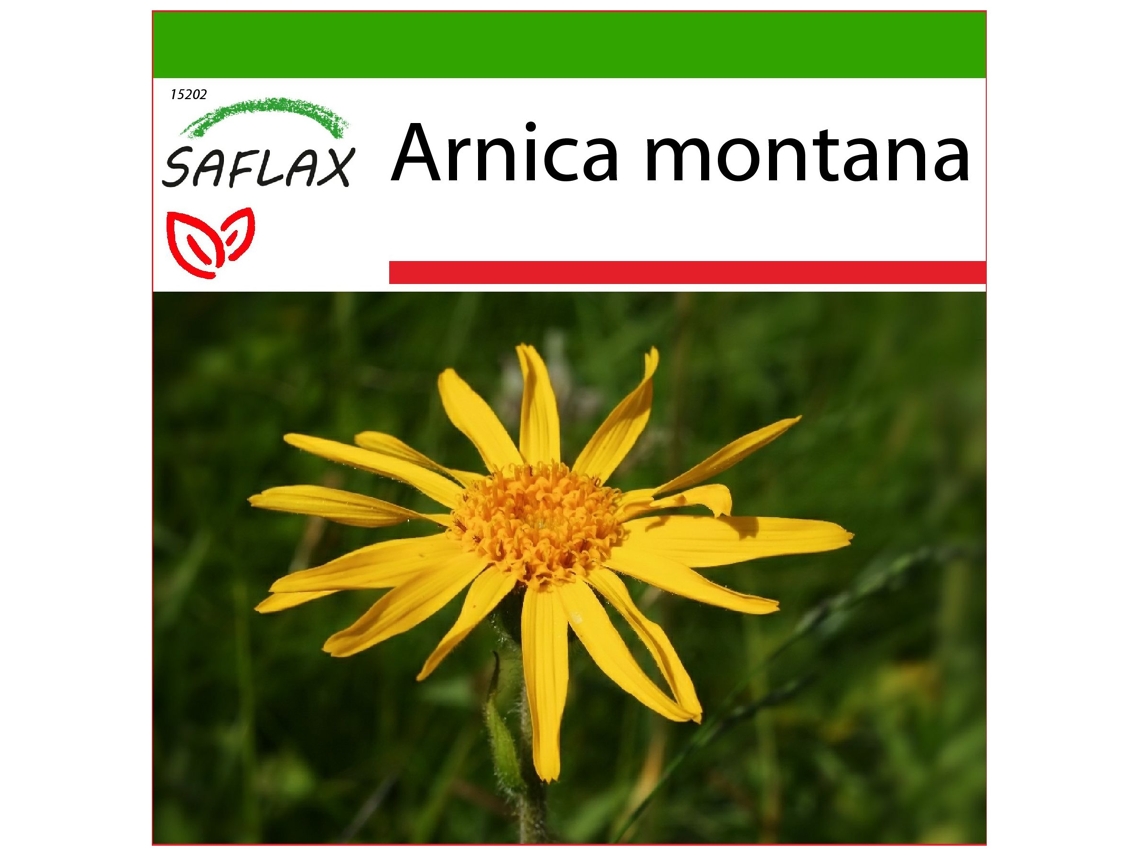 SAFLAX Árnica 40 semillas Con sustrato de cultivo libre de gérmenes Arnica montana