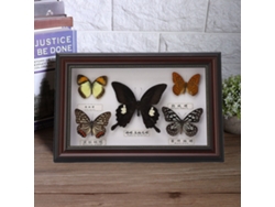 Exquisito ejemplar de mariposa para decoración de cumpleaños en el hogar, marco negro.