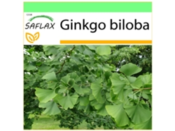 SAFLAX Garden to go Árbol de los escudos 4 semillas Con maceta, tapa climática y sustrato de cultivo Ginkgo biloba