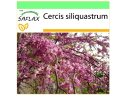 SAFLAX Garden to go Árbol del amor 60 semillas Con maceta, tapa climática y sustrato de cultivo Cercis siliquastrum