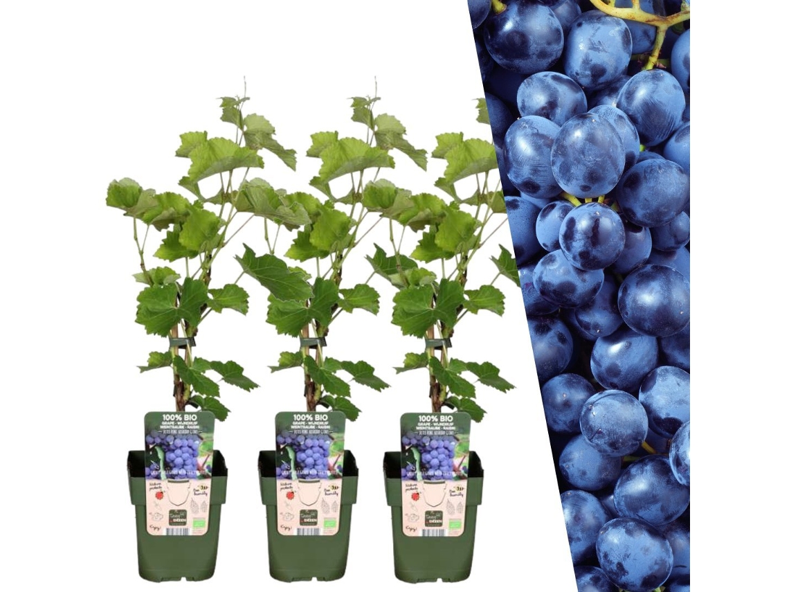 Plantas de Frank | 3 plantas de uva | 100 plantas frutales orgánicas | Plantas de uva | Plantas de jardín | Plantas resistentes para el jardín