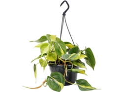 Planta Natural BIOMAPLANTS Philodendron Brasil (20-30 cm)