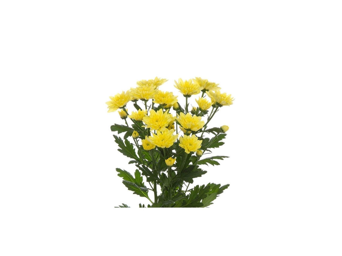 Margarita Crisantemo | Flor Natural | Crisantemo Euro | Ramo De 5 Tallos | 70cm De Alto Amarillo
