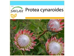 SAFLAX Set de regalo Protea rey 5 semillas Con caja de regalo, etiqueta de envío, tarjeta de regalo y sustrato de cultivo. Protea cynaroides