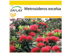 SAFLAX Conjunto de cultivo Árbol de hierro 300 semillas Con mini invernadero, sustrato de cultivo y 2 macetas Metrosideros excelsa