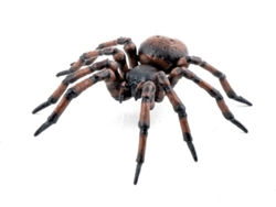Figuras de Jugar PAPOCommon Spider (Edad Mínima Recomendada: 3 años)