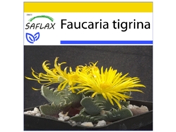 SAFLAX Conjunto de cultivo Boca de tigre 40 semillas Con mini invernadero, sustrato de cultivo y 2 macetas Faucaria tigrina