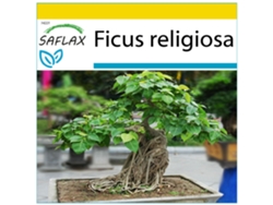 SAFLAX Conjunto de cultivo Higuera sagrada 100 semillas Con mini invernadero, sustrato de cultivo y 2 macetas Ficus religiosa
