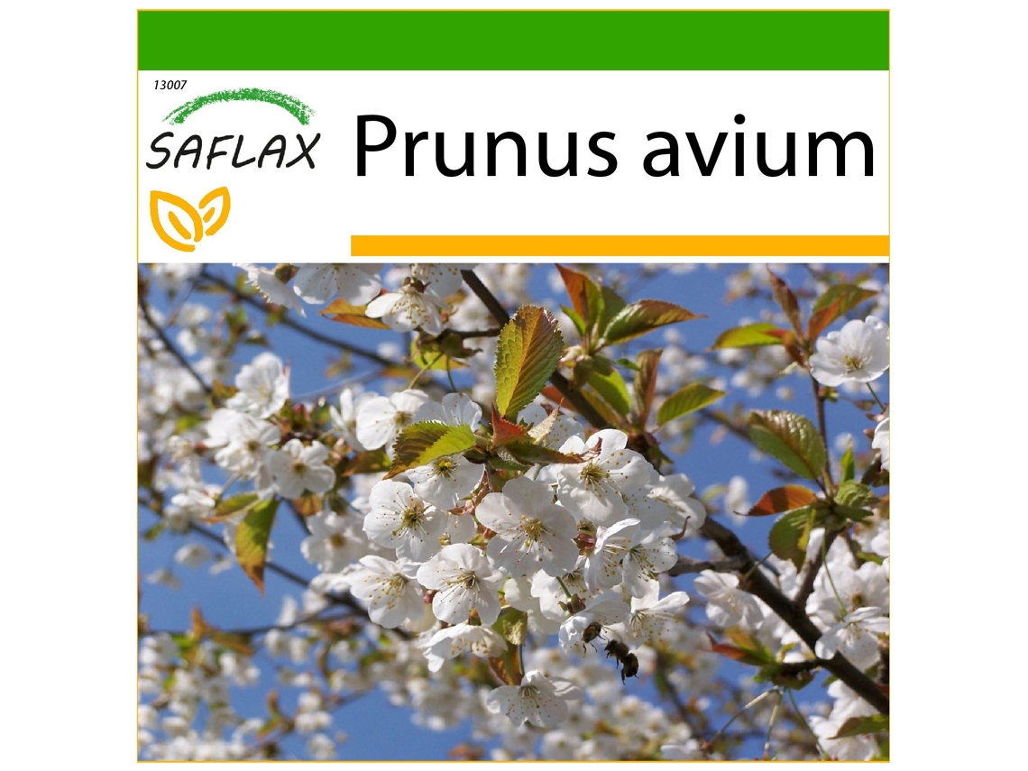 SAFLAX Cerezo silvestre 10 semillas Con sustrato de cultivo libre de gérmenes Prunus avium